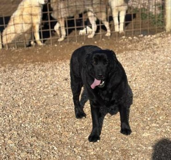 DORIAN 🧡🧡🧡 MÖCHTE IHR HERZ EROBERN