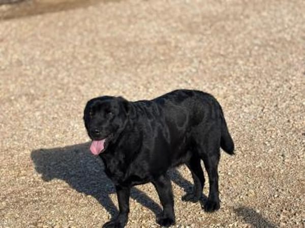 DORIAN 🧡🧡🧡 MÖCHTE IHR HERZ EROBERN