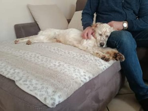 Anhängliche Schnee sucht Zuhause