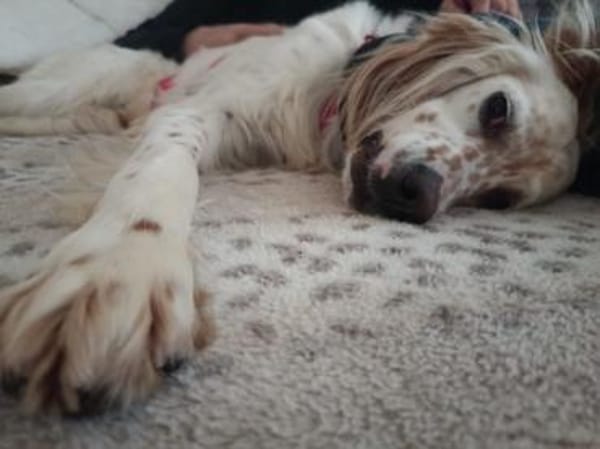 Anhängliche Schnee sucht Zuhause