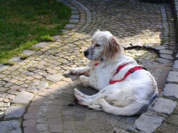 Anhängliche Schnee sucht Zuhause