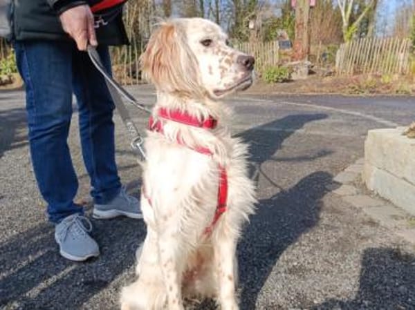 Anhängliche Schnee sucht Zuhause