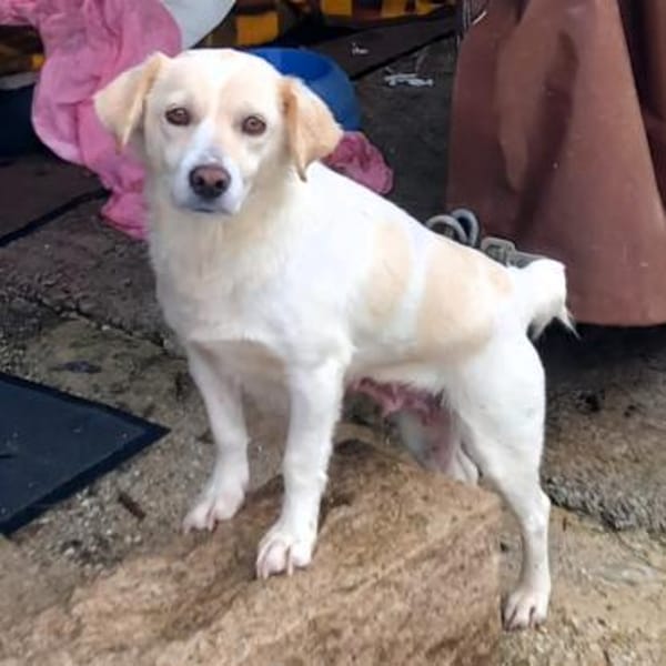 Mirka - eine sensible Zaubermaus