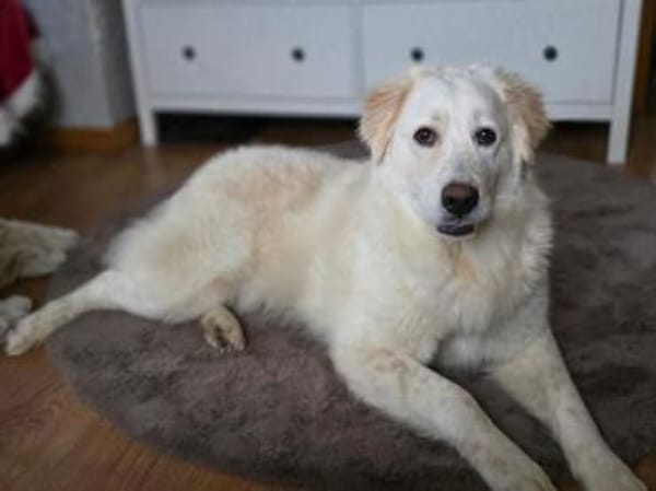 Möchten Sie Paco bei sich aufnehmen?