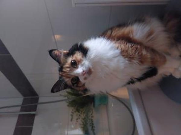 Tricolor Lady Lola sucht Einzelpalast