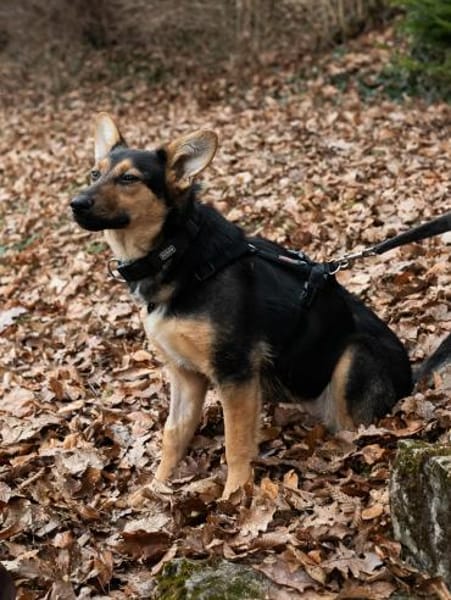 Dora - schlaue Schäferhündin