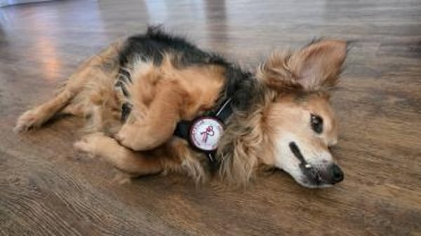 Einsteinsucht seine Menschen🐾💙🐾