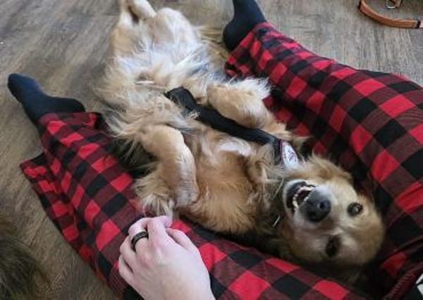 Einsteinsucht seine Menschen🐾💙🐾