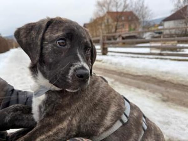 Darf Mirna zu Ihnen gehören?