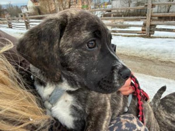 Darf Mirna zu Ihnen gehören?