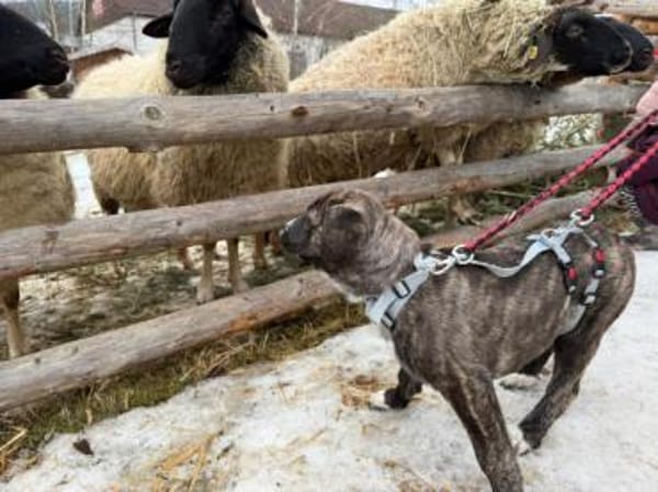 Darf Mirna zu Ihnen gehören?