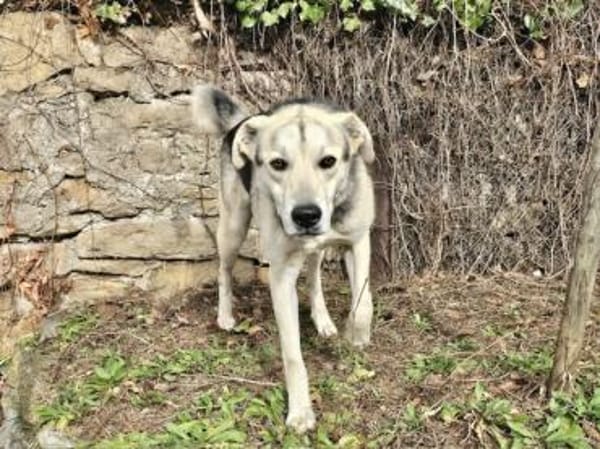 Bonito freut sich auf sein neues Leben