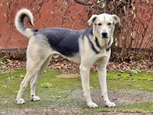 Bonito freut sich auf sein neues Leben