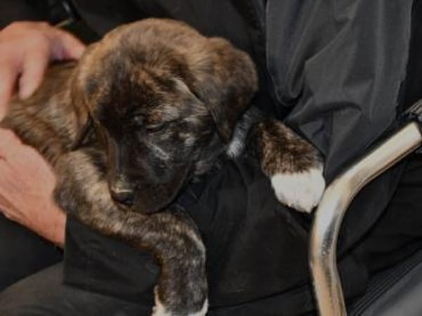 Wollen Sie Milka ein Zuhause geben?