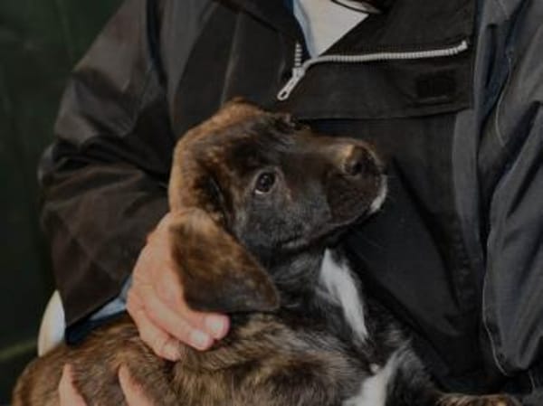 Wollen Sie Milka ein Zuhause geben?