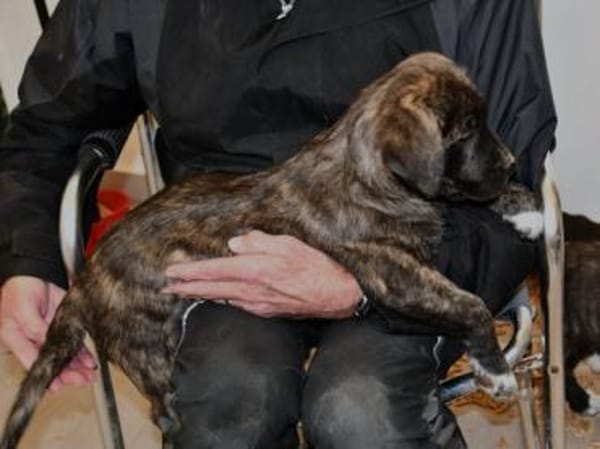 Wollen Sie Milka ein Zuhause geben?