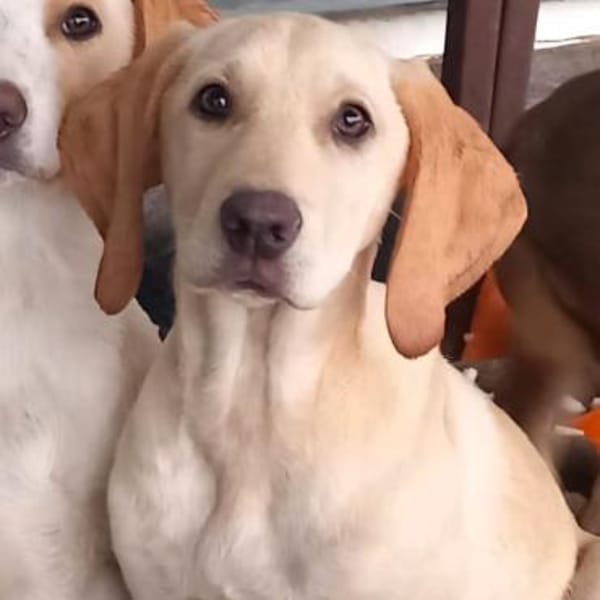 Welpe Malou - eine feine Schönheit