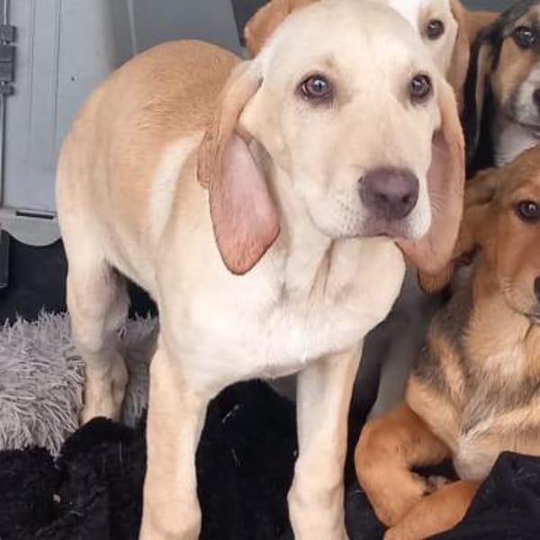 Welpe Malou - eine feine Schönheit