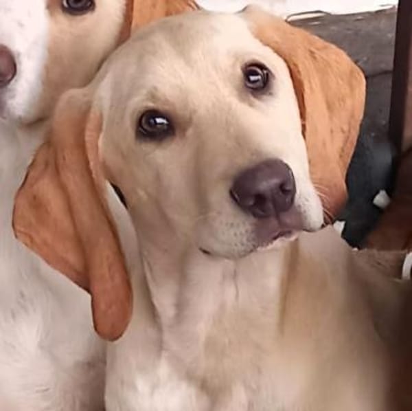 Welpe Malou - eine feine Schönheit