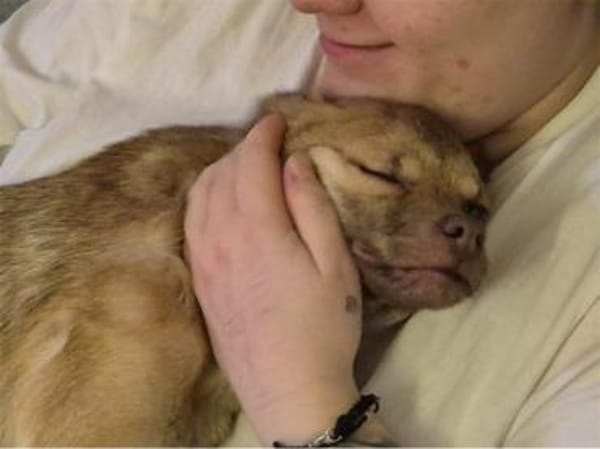 Finley - wartet in 67663 Kaiserslautern