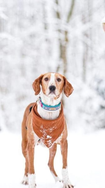 Liebevolle Hündin Peggy sucht Zuhause