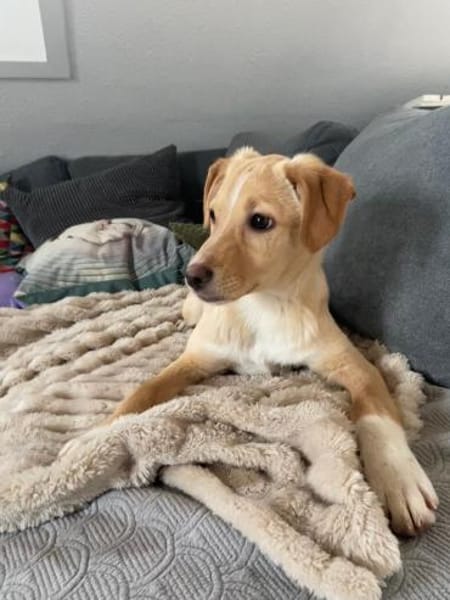 Isabella  möchte Familienhund werden