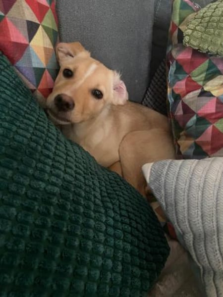 Isabella  möchte Familienhund werden