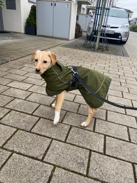 Isabella  möchte Familienhund werden