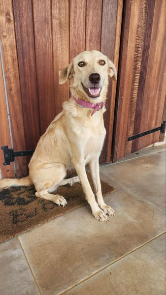 Suzie la  belle et douce louloute