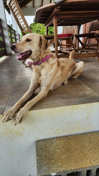 Suzie la  belle et douce louloute