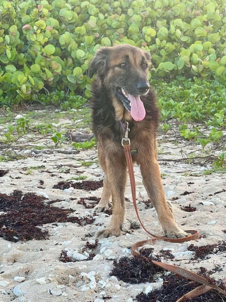 Bobby, un créole timide