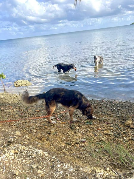 Bobby, un créole timide