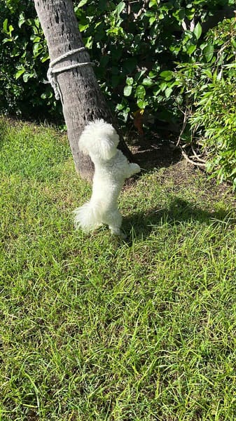 Téquila un amour de louloute