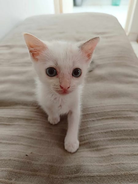 Lily Rose, l'adorable