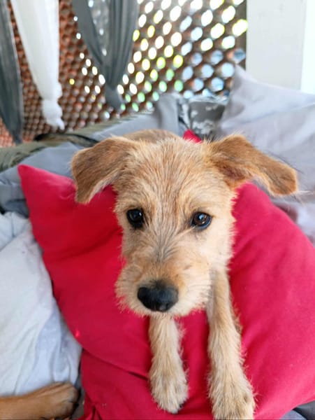 Noisette, la boule de douceur