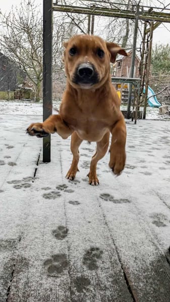 GOLIATH Le magnifique