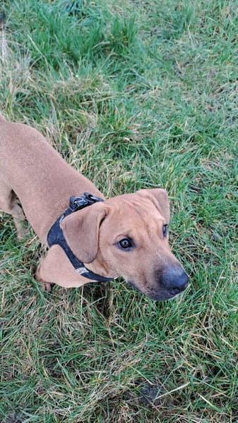 GOLIATH Le magnifique