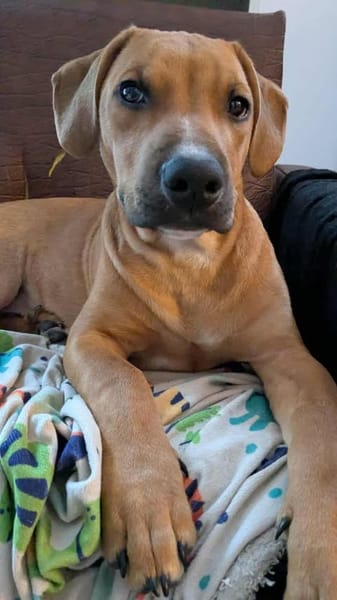 GOLIATH Le magnifique