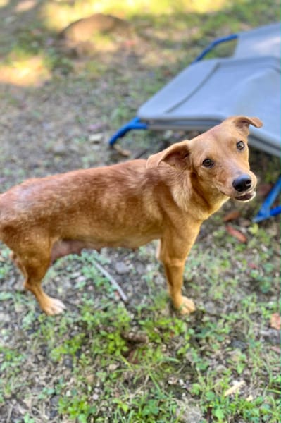 Zéri, femelle berger créole, née le 01/01/2024