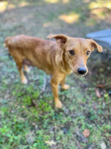 Zéri, femelle berger créole, née le 01/01/2024