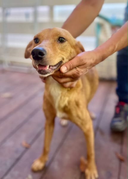 Zéri, femelle berger créole, née le 01/01/2024