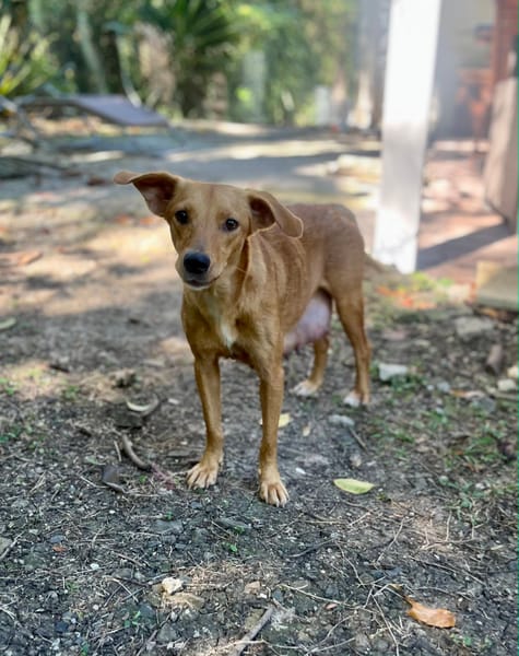 Zéri, femelle berger créole, née le 01/01/2024