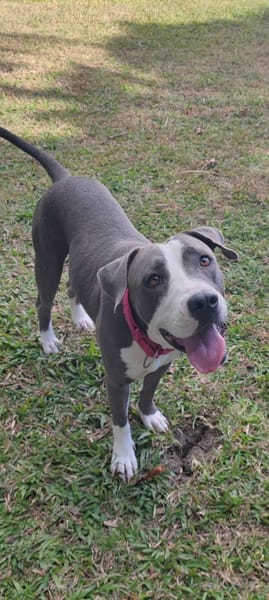 Xéna, Femelle X Braque de Weimar, née le 25/04/2024 🐶