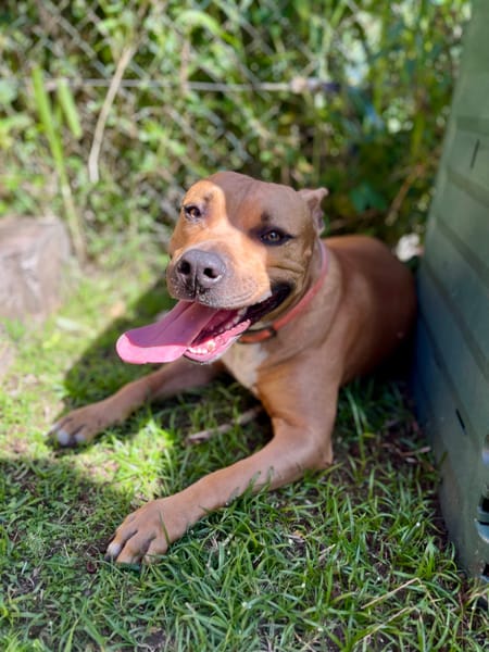 Omy, mâle croisé berger, né le 31/01/2024🐶