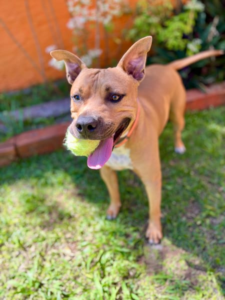 Omy, mâle croisé berger, né le 31/01/2024🐶