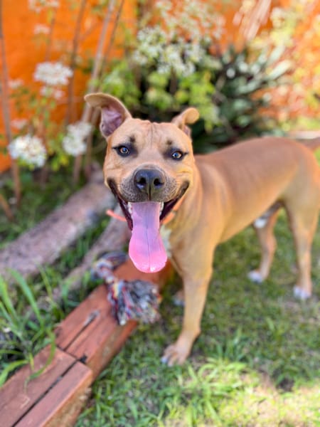 Omy, mâle croisé berger, né le 31/01/2024🐶