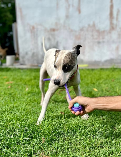 Hanae, femelle croisée berger née le 03/11/2023 🐶