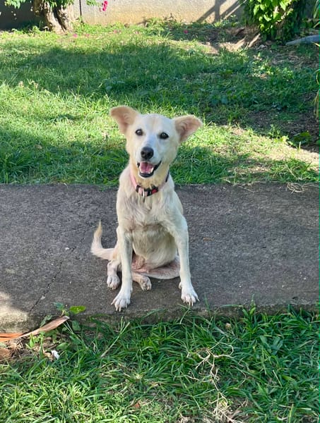 Belcha, femelle X créole née le 01/03/2013