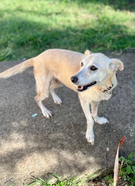 Belcha, femelle X créole née le 01/03/2013