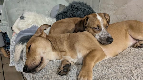 Bosko, mâle X berger né le 10/12/2024